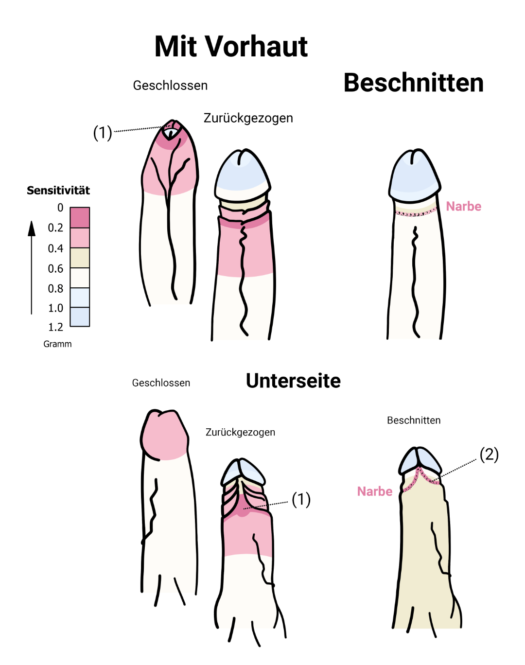Diagram Wachstum der Vorhaut nach Alter